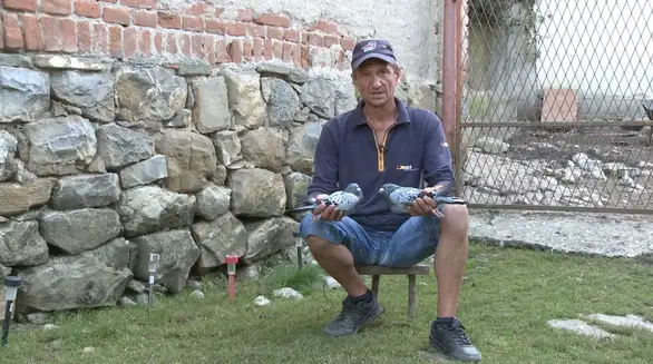 Pismonoše i visokoletači: golubarstvo kao porodična tradicija