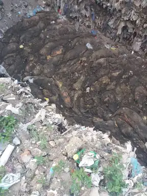 Svinjarija: Smrad leševa zaraženih svinja oseća se izdaleka