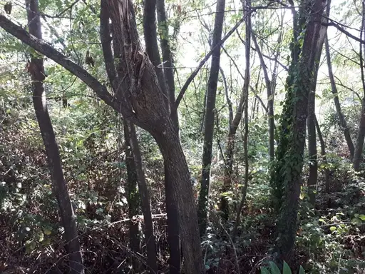 Kako danas izgleda sporni plac u Baošićima: Prašuma na korak od oaze luksuza