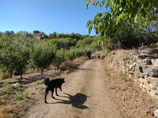 Priče iz Torlačije: Osta samo jedna krava