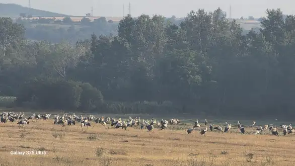 Jato belih roda iznenadilo meštane sela Rgotina