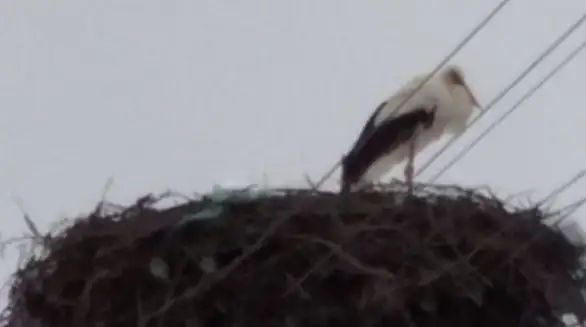 Društvo za zaštitu i proučavanje ptica Srbije: Počinje popis belih roda