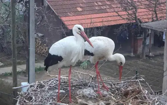 Ljubitelji ptica spremaju ptičiji rijaliti šou: "Rode sa istoka"