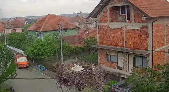 Majka hrabrost: Roda brani mladunce od grada (VIDEO)