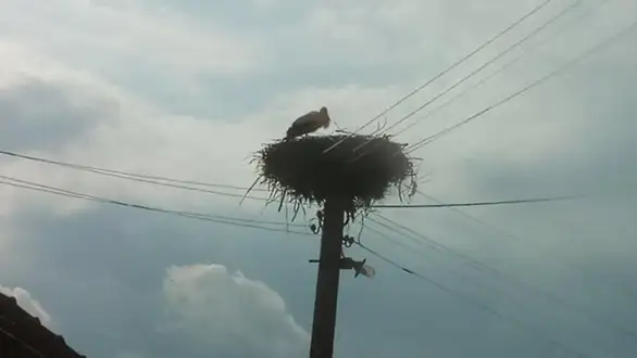 Vratile se rode - vesnici proleća, simbol novog života, radosti, porodice
