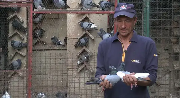 Svaka ptica svome jatu: Rođen sa golubovima