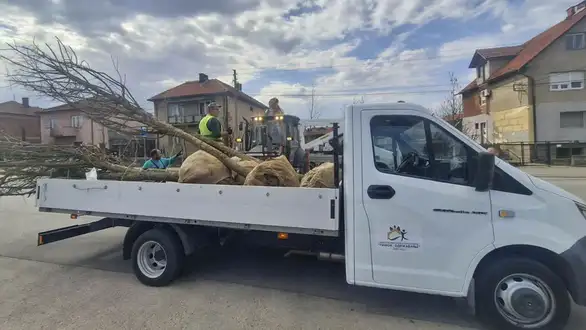 Novi drvoredi u Zaječaru