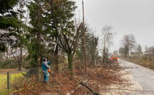 Počelo uređenje drvoreda u Salašu: Na proleće nove sadnice