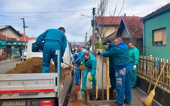 Posađeno 32 sadnice šarenolikog javora u ulici Save Kovačevića: Sledi ozelenjavanje u Ivana Milutinovića