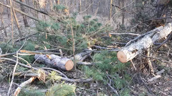 Nekontrolisana seča uništava Kraljevicu!