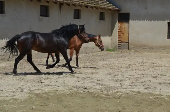 JKP “ TIMOK ODRŽAVANJE“ PRODAJE 4 KONJA PUTEM JAVNE LICITACIJE!