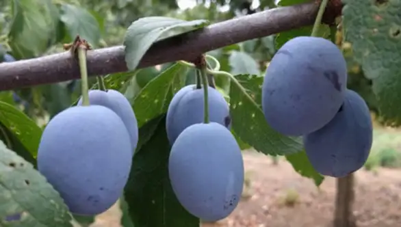 Počinje berba šljiva