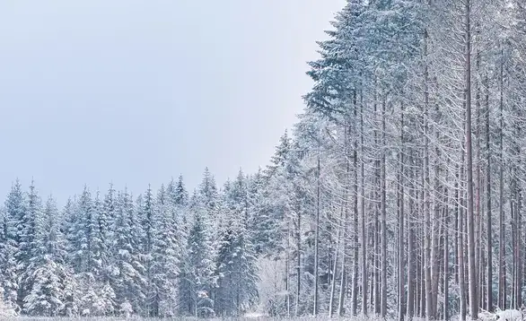 U Zaječaru hladno sa snežnim padavinama