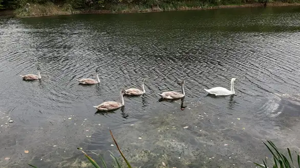 Na lepom Sovincu: Par labudova uspešno izveo svoje prvo leglo na jezeru kod Salaša
