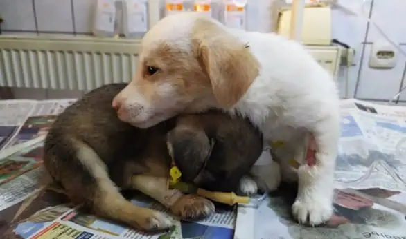 Bolesno štene daje podršku drugom koje se razbolelo