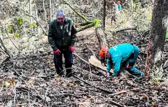 Nastavlja se sanitarno-uzgojna seča u Park šumi "Kraljevica"