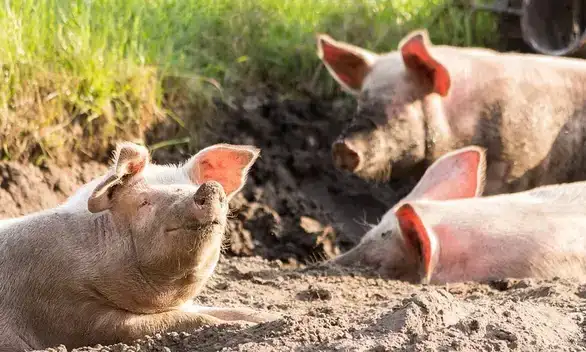 Zašto je svinjsko meso sve skuplje, a farmeri sve siromašniji?