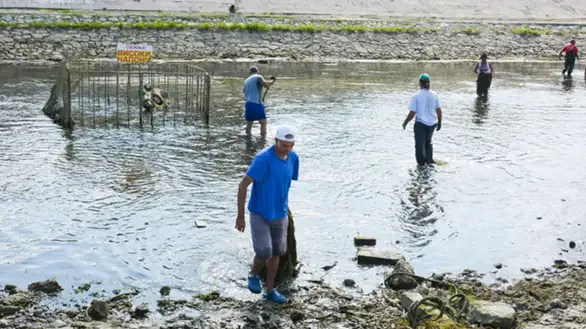 Akcija čišćenja dela korita Crnog Timoka