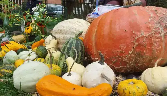 U Nikoličevu održana 15. „Tikvijadaˮ