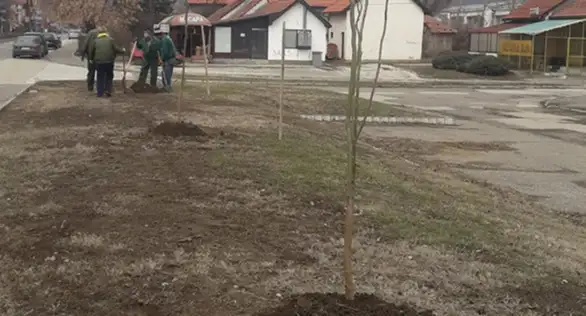 JKP ”TIMOK ODRŽAVANjE”: POSAĐENO BLIZU 300 DRVENASTIH SADNICA U GRADU NA TIMOKU