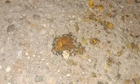 Trovanje životinja u selu Braćevac