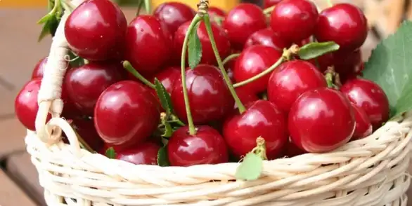 Višnje dobro rodile, otkupna cena niska