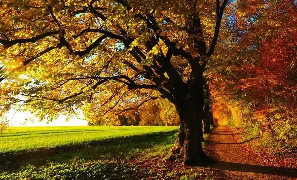 U Zaječaru danas pretežno sunčano vreme