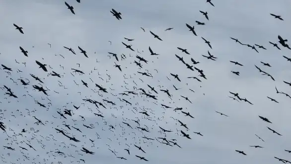 Nedelja oblačna i tmurna, olujna košava u Podunavlju i Pomoravlju