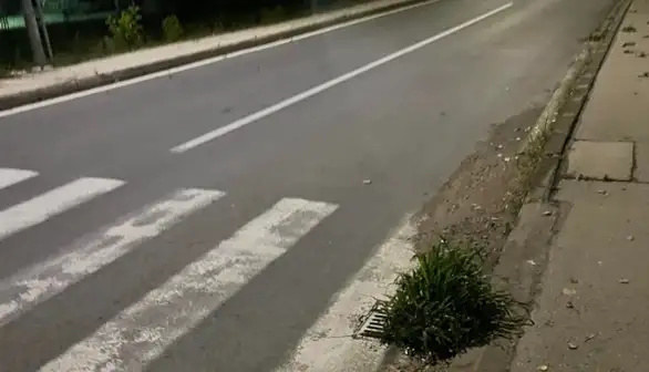 Odvod ili za poplavu povod: Procvetala ulica u Zaječaru