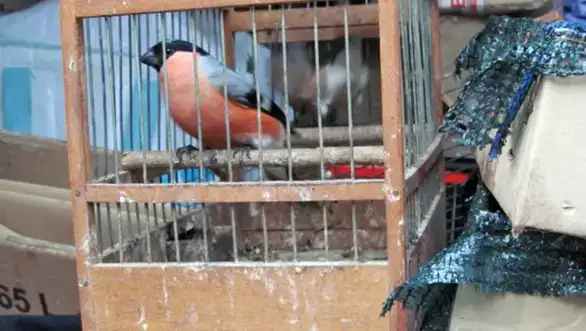 Ako želite da pomognete pticama tokom leta ostavite im ovo voće